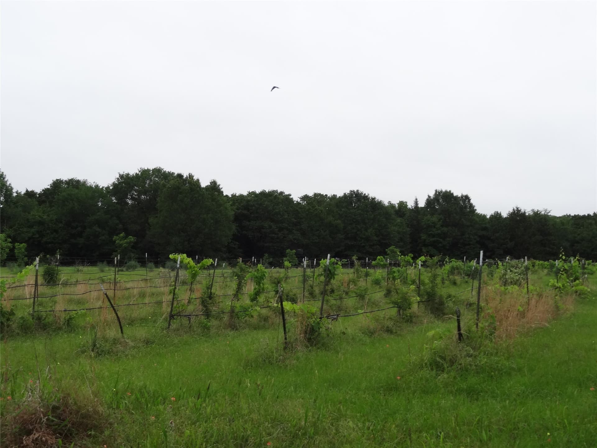 16.12 acres in Van Zandt County - photo 22