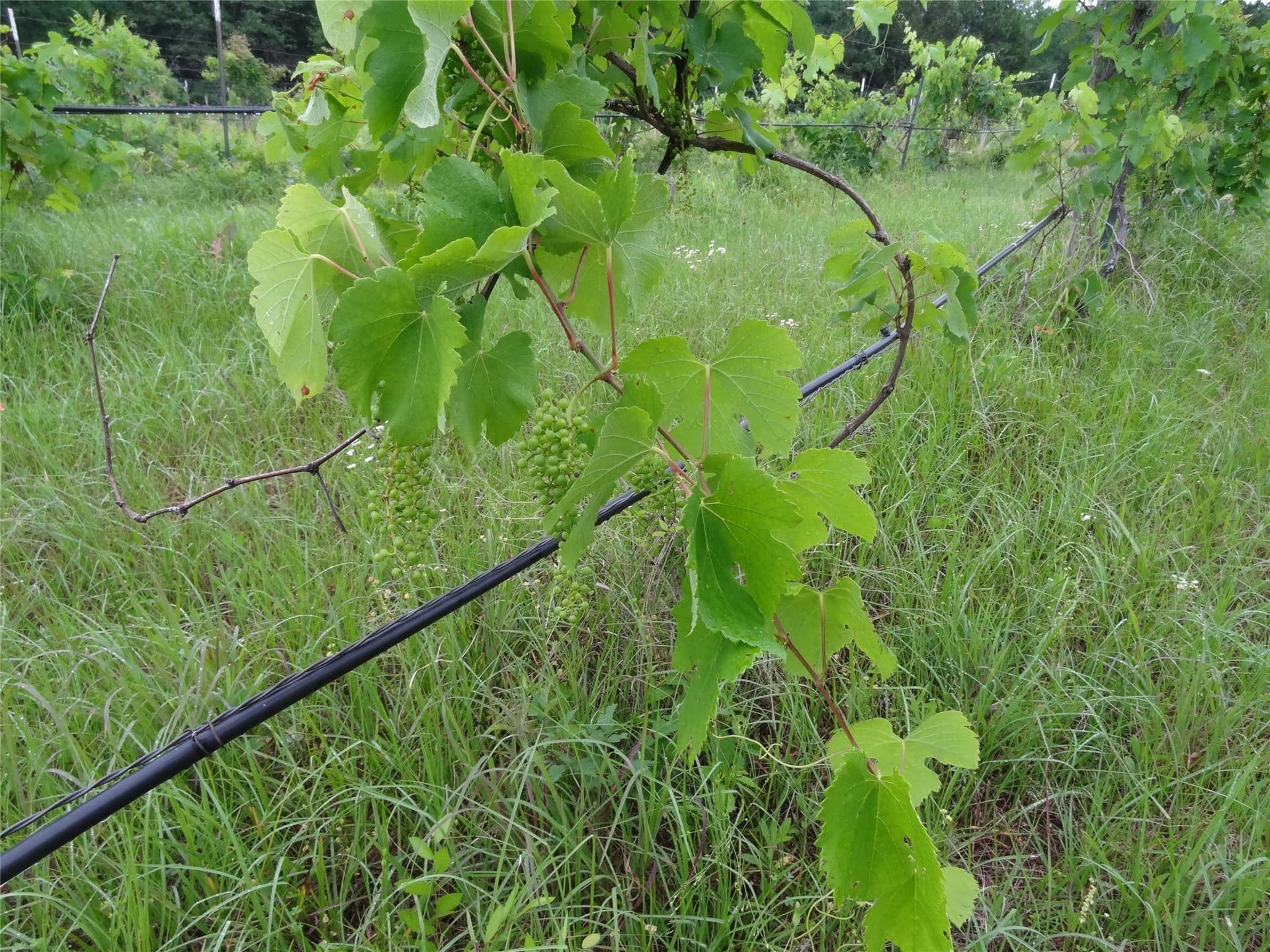 16.12 acres in Van Zandt County - photo 24