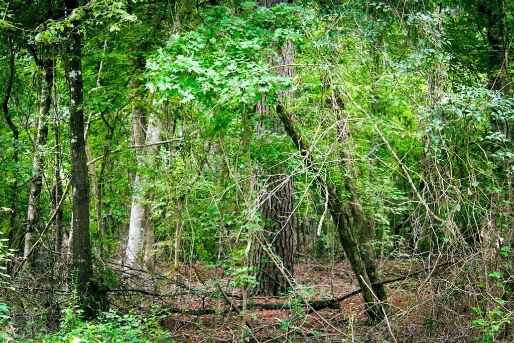 48.01 acres in Texas County gallery image 2