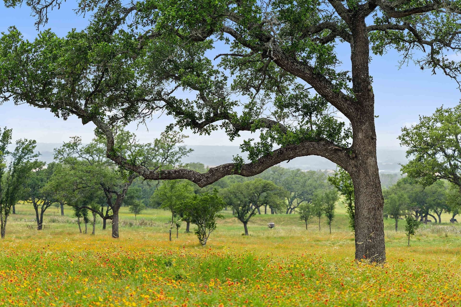 134 acres in Blanco County - photo 21