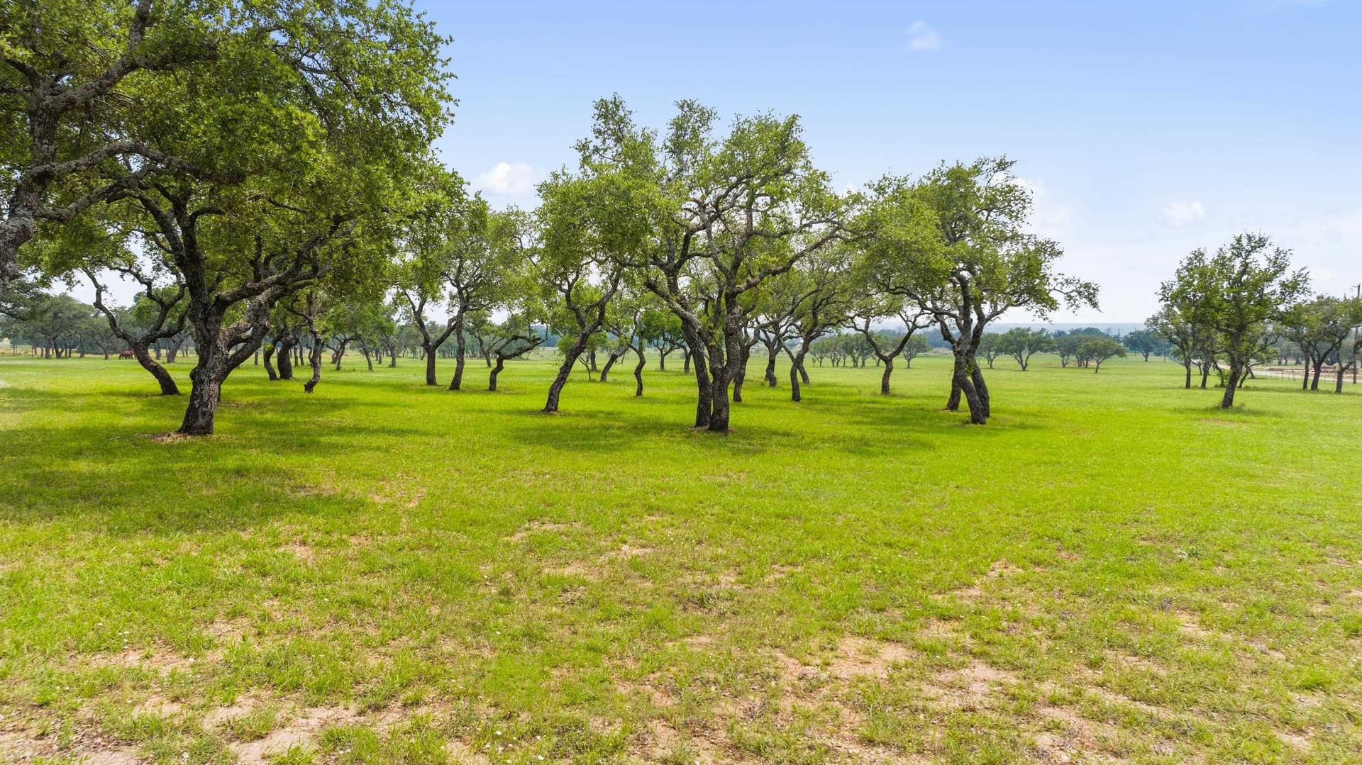 134 acres in Blanco County - photo 13