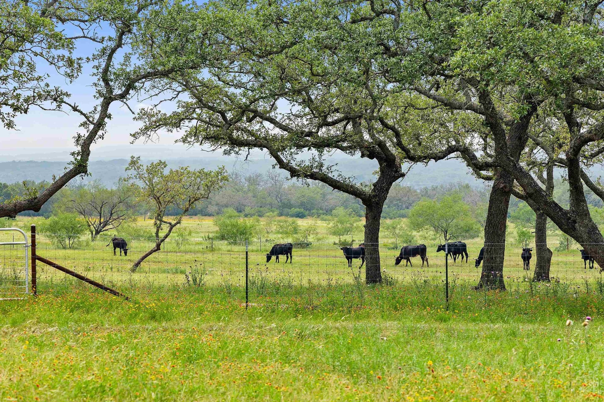 134 acres in Blanco County - photo 7