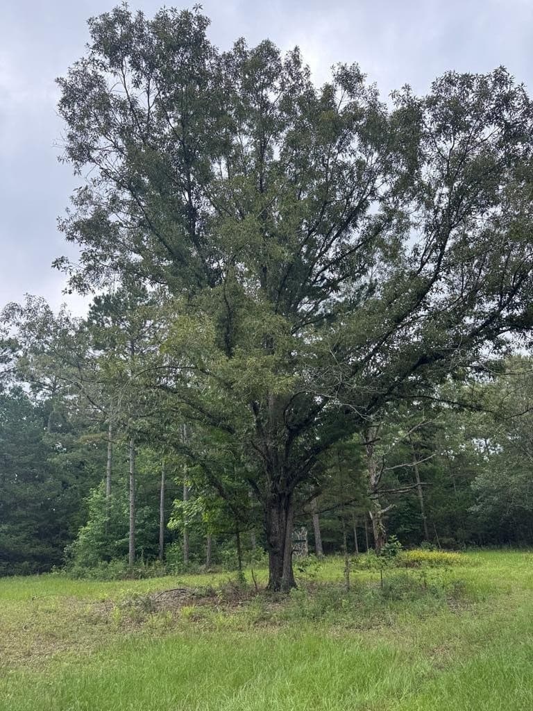 104.79 acres in CHEROKEE County - photo 19