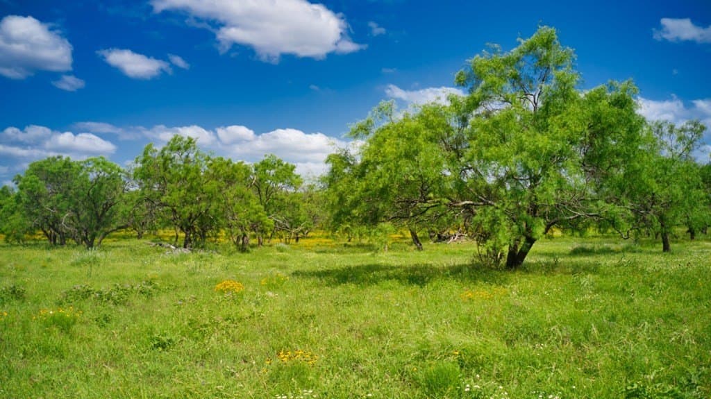 75 acres in Mason County - photo 4