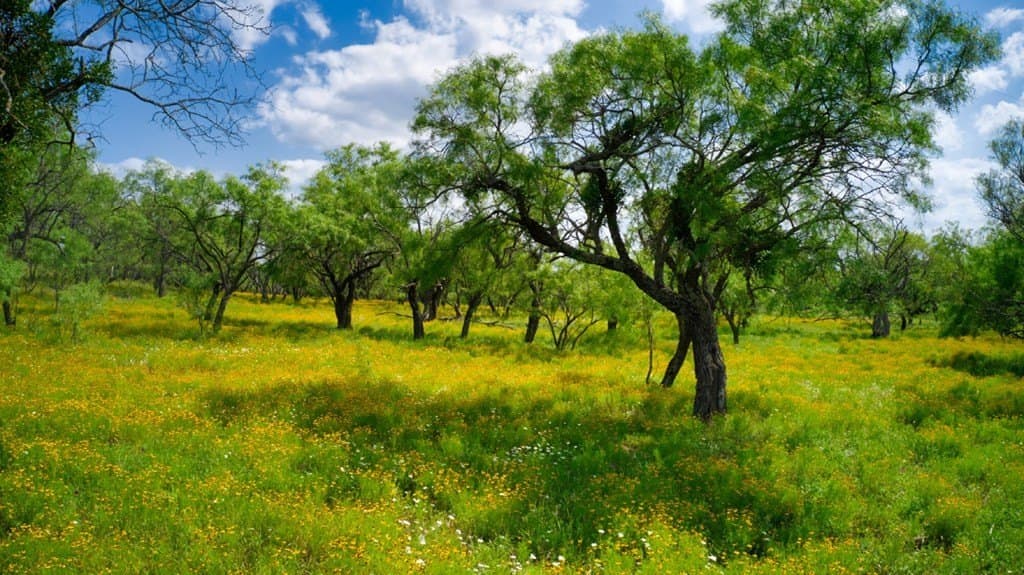 75 acres in Mason County - photo 2