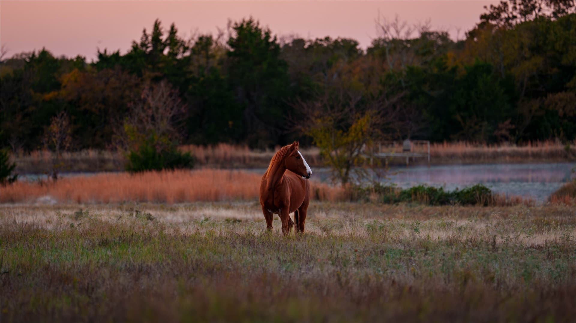 181 acres in Cooke County - photo 31