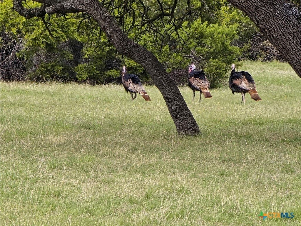 20 acres in Burnet County gallery image 4