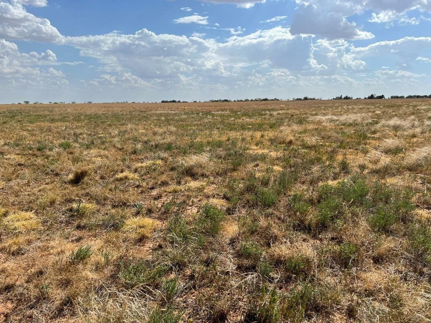 10.01 acres in Hale County gallery image 2