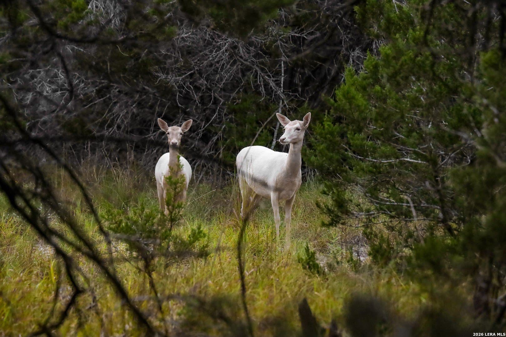 2.85 acres in Comal County - photo 6