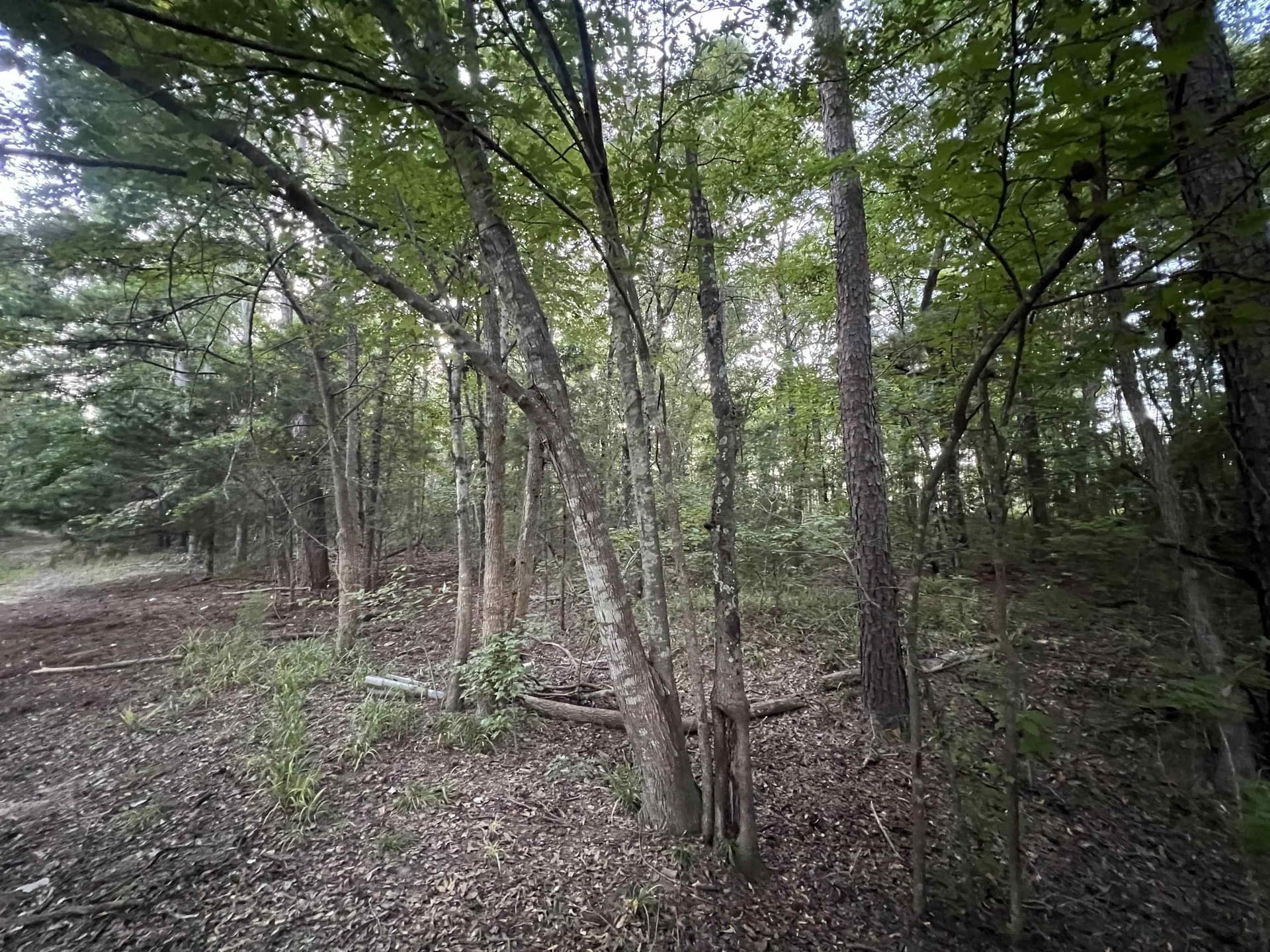 1.6 acres in Upshur County gallery image 3