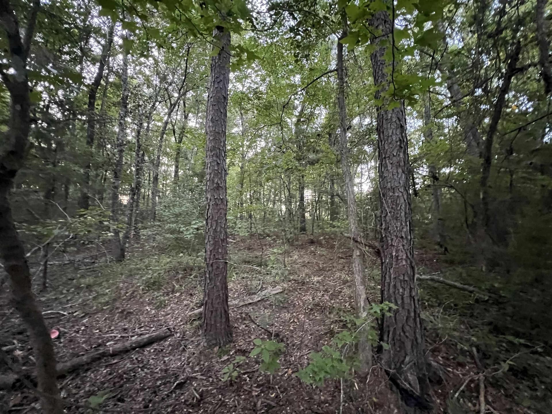 1.6 acres in Upshur County gallery image 4