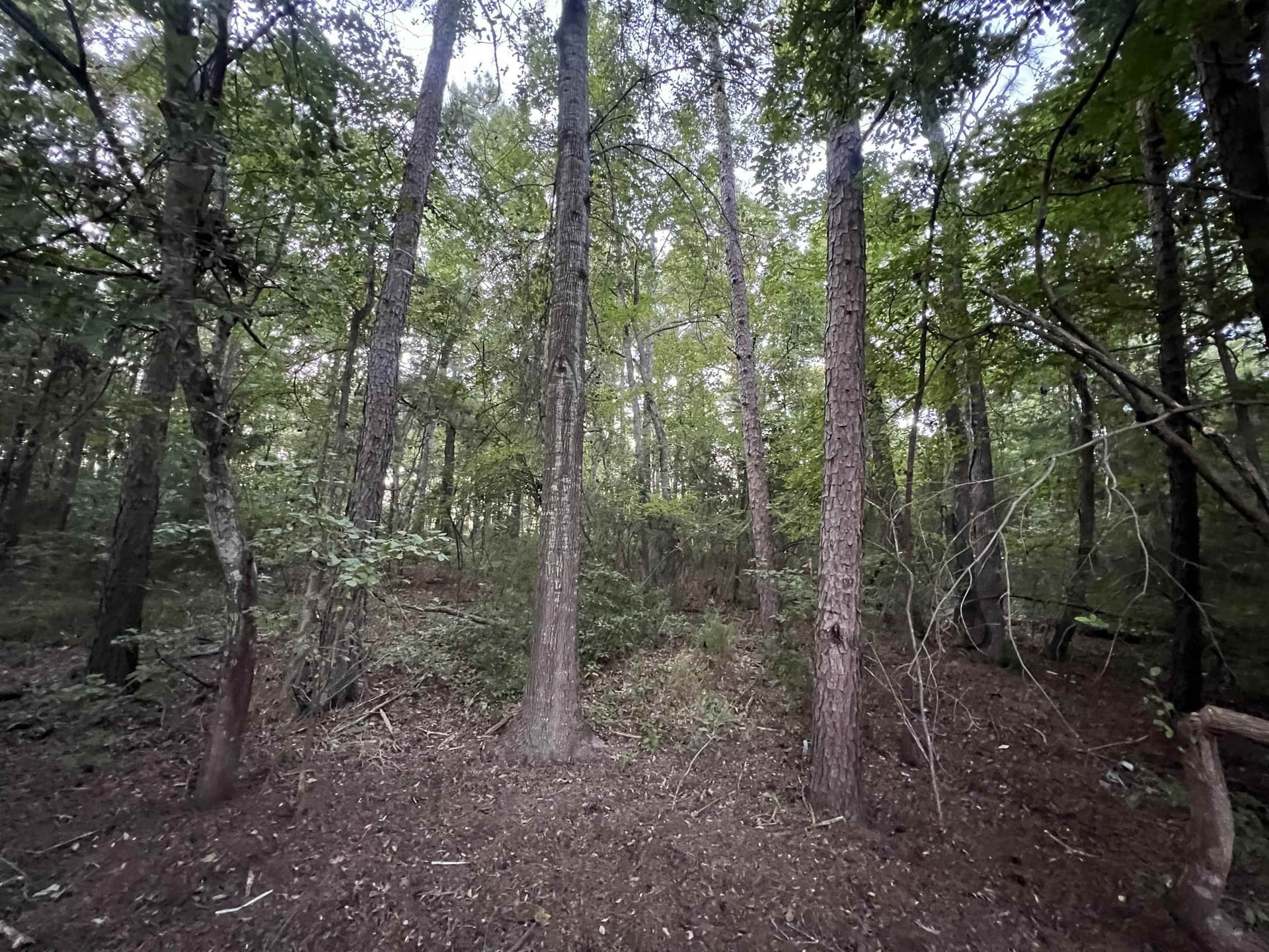 1.6 acres in Upshur County gallery image 2