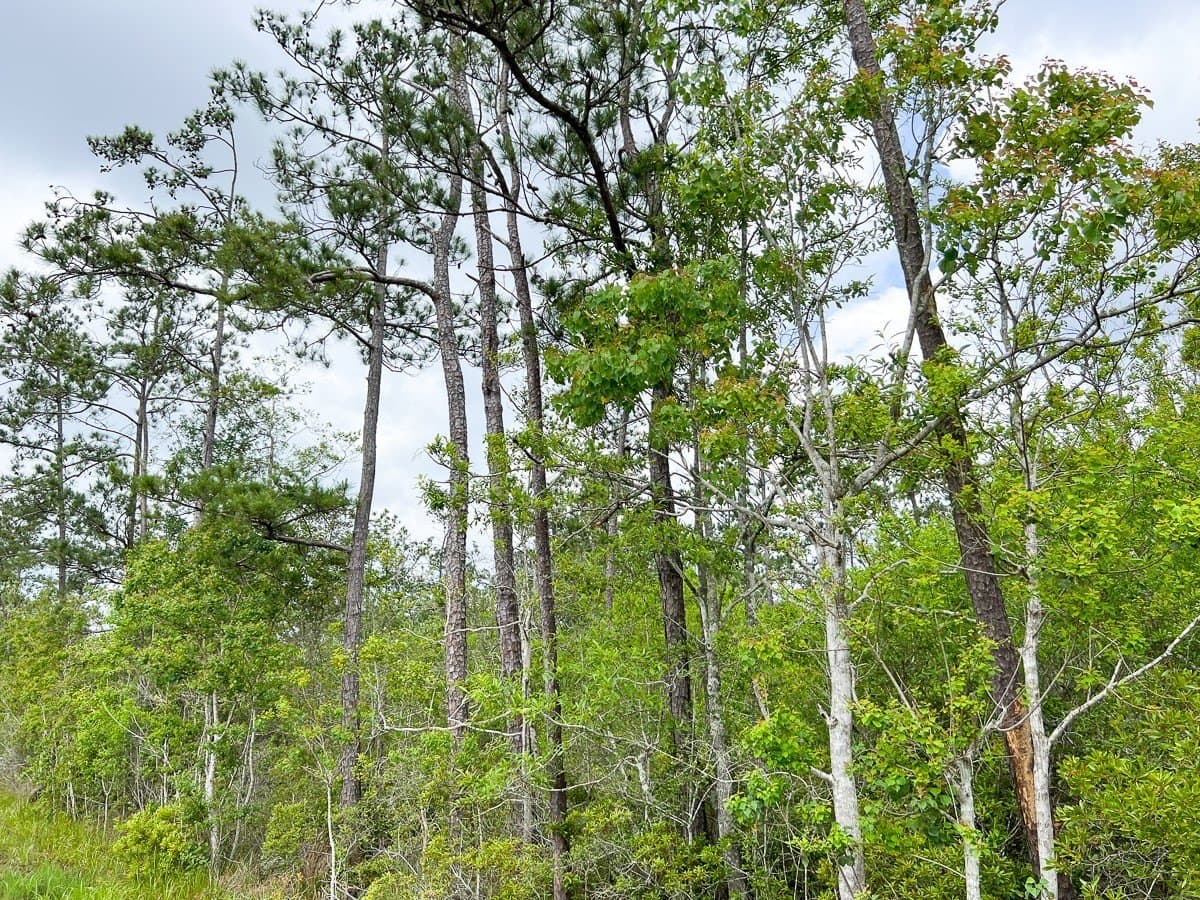 55 acres in Hardin County - photo 2