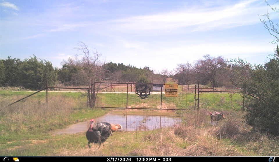 51.17 acres in Palo Pinto County gallery image 3