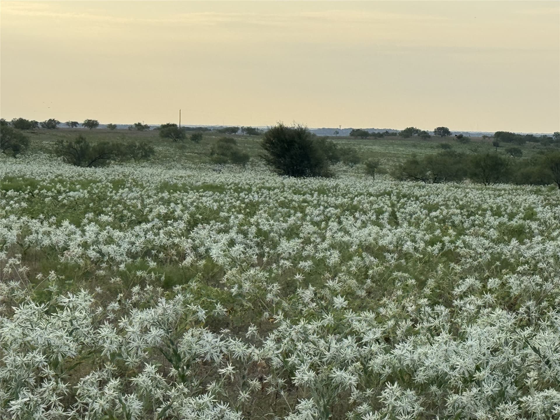 17.1 acres in Wise County - photo 3