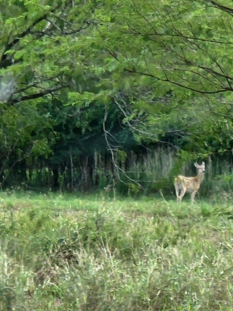5.53 acres in Refugio County - photo 4