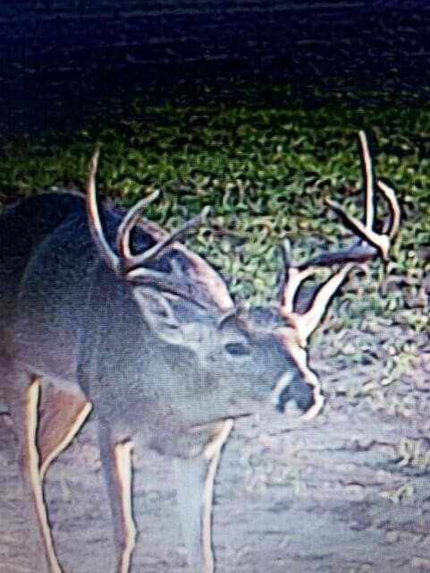 481.34 acres in Coke County - photo 70