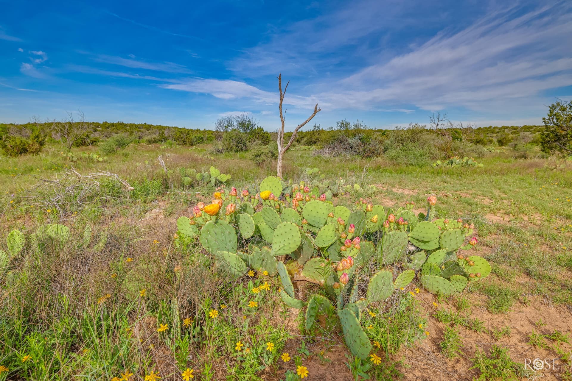 481.34 acres in Coke County - photo 25