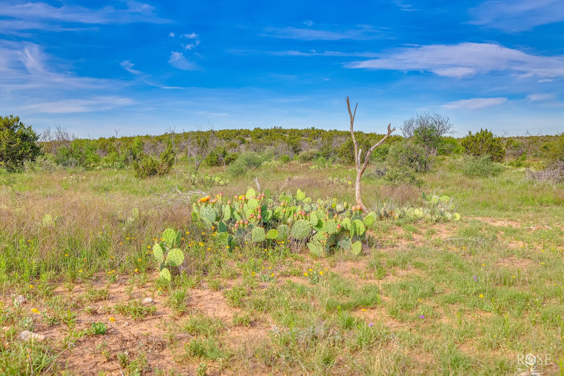481.34 acres in Coke County - photo 24