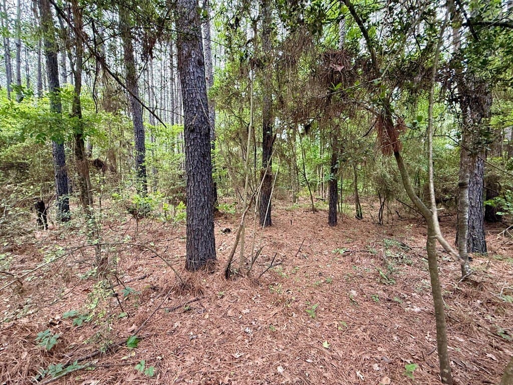 5 acres in Texas County gallery image 4