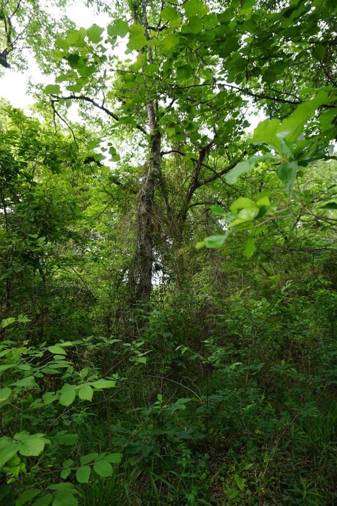 22.5 acres in Henderson County - photo 6