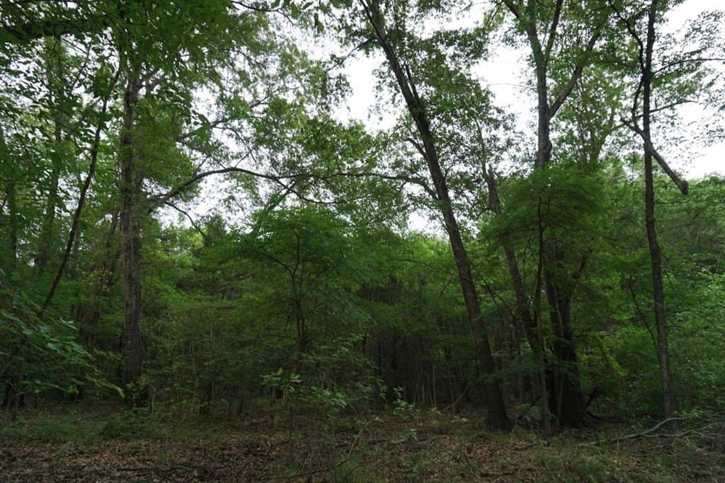 22.5 acres in Henderson County - photo 26