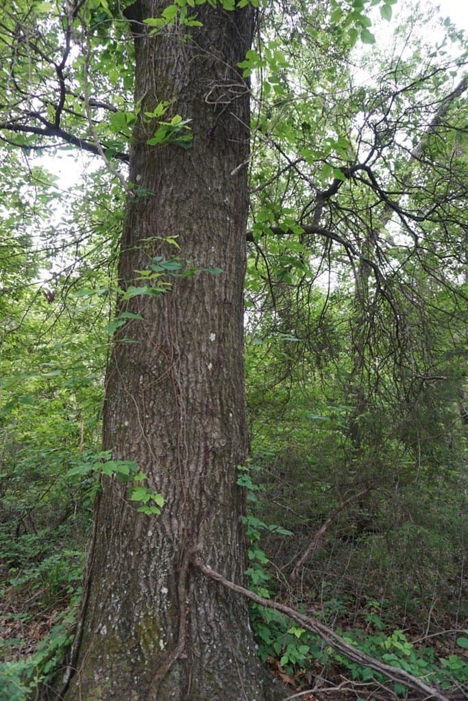 22.5 acres in Henderson County - photo 24