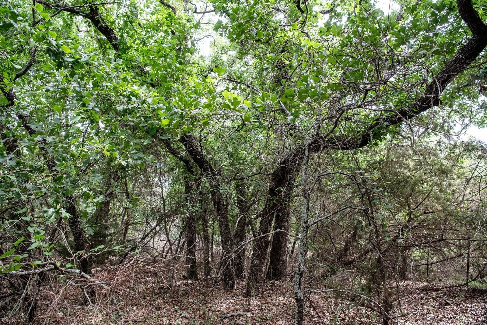7.18 acres in Parker County - photo 22