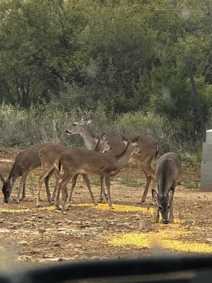 12.19 acres in Concho County - photo 9