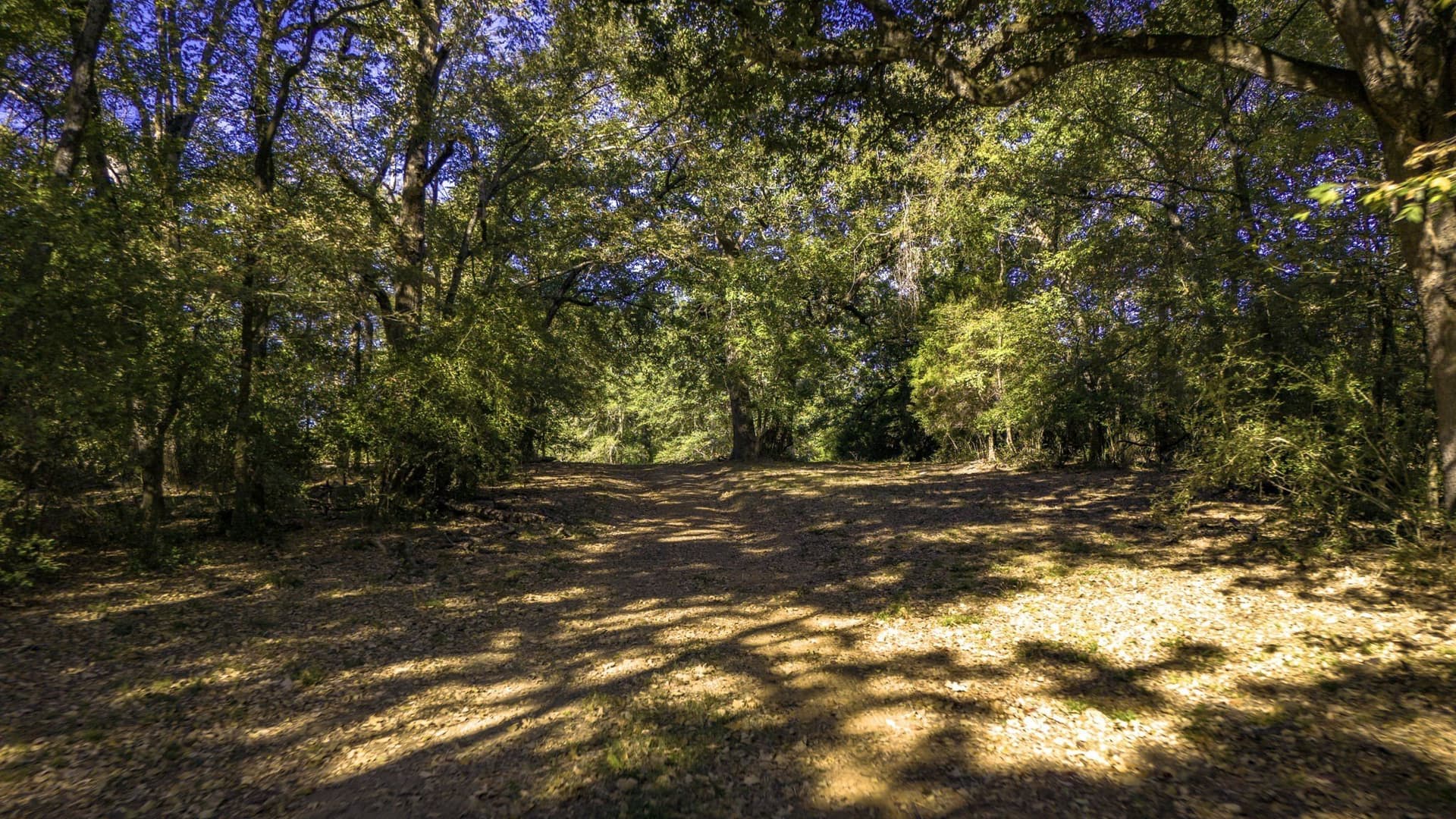 60.68 acres in Freestone County - photo 31