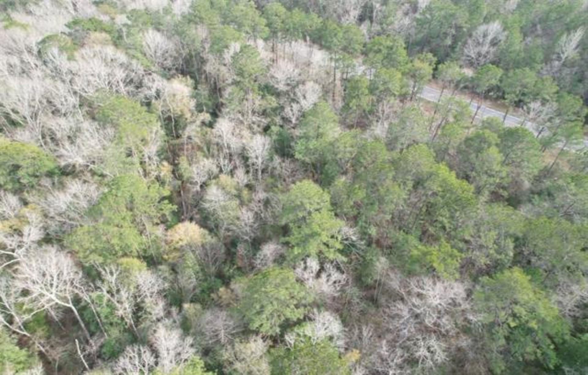 12.46 acres in Texas County gallery image 4