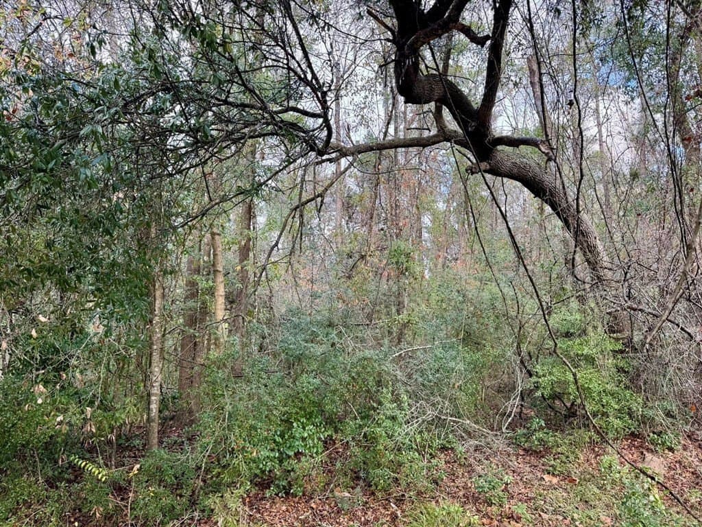 0.3 acres in Texas County gallery image 3