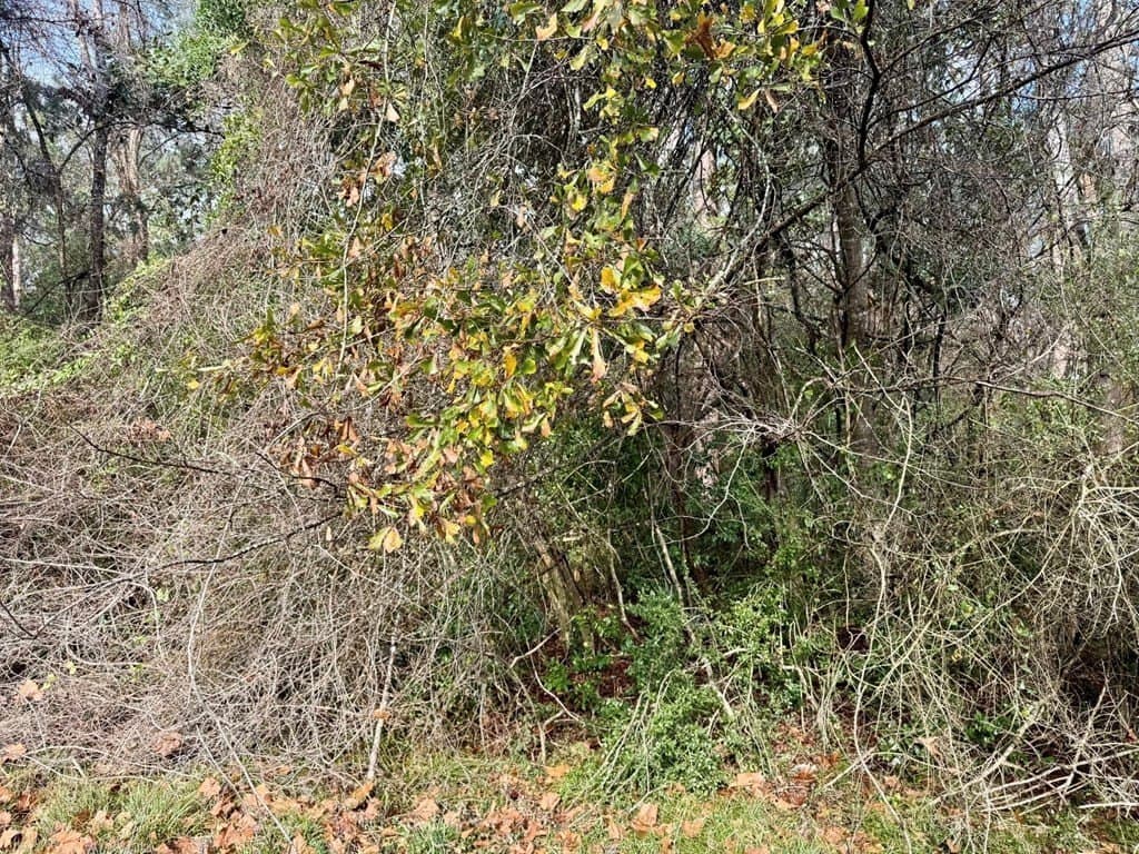 0.3 acres in Texas County - photo 9