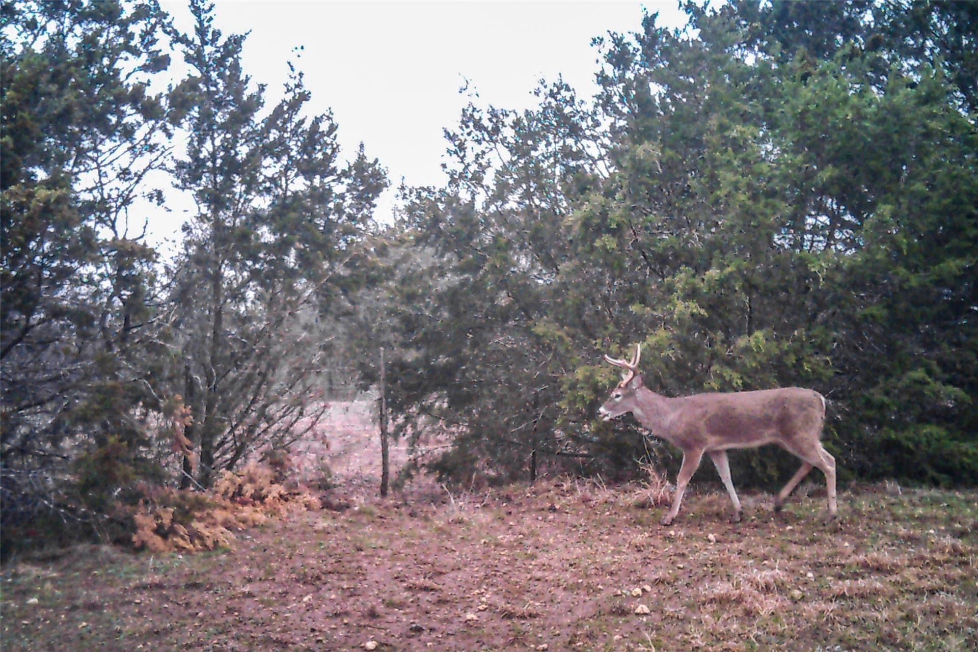 95.91 acres in Coryell County - photo 7