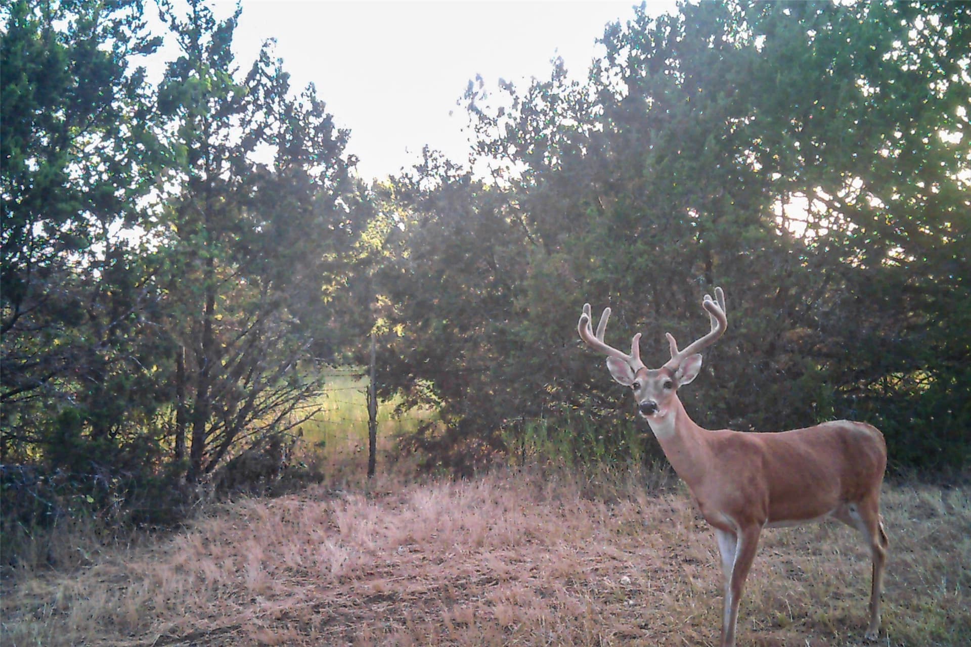 95.91 acres in Coryell County - photo 39
