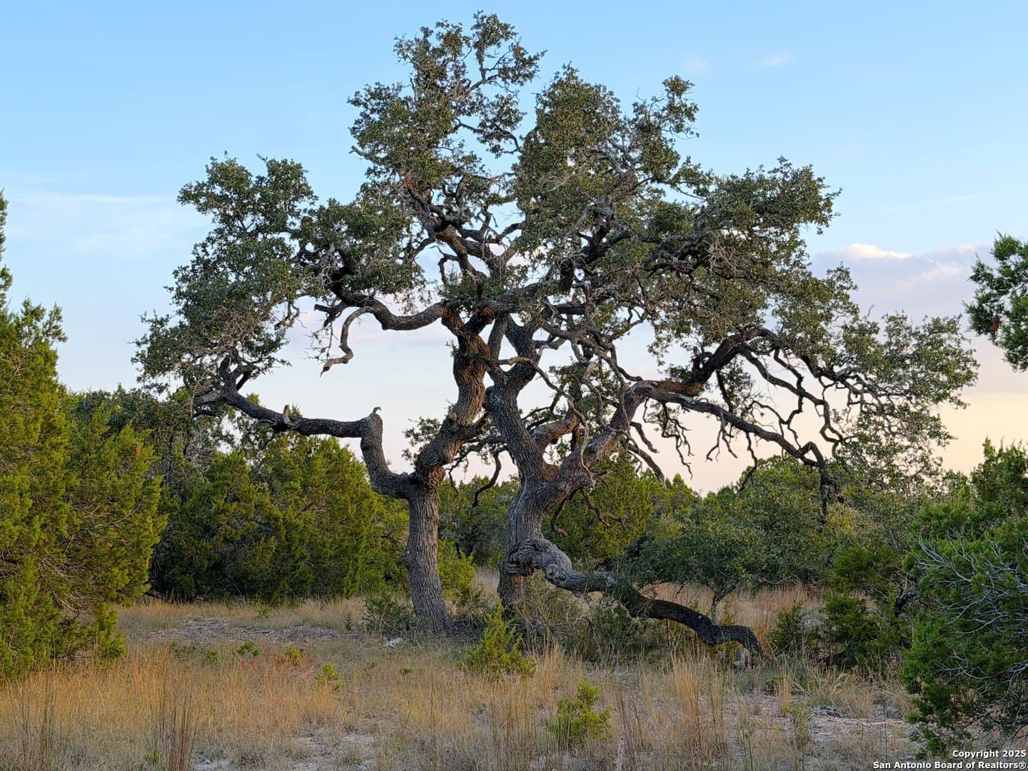 99.68 acres in Comal County - photo 13