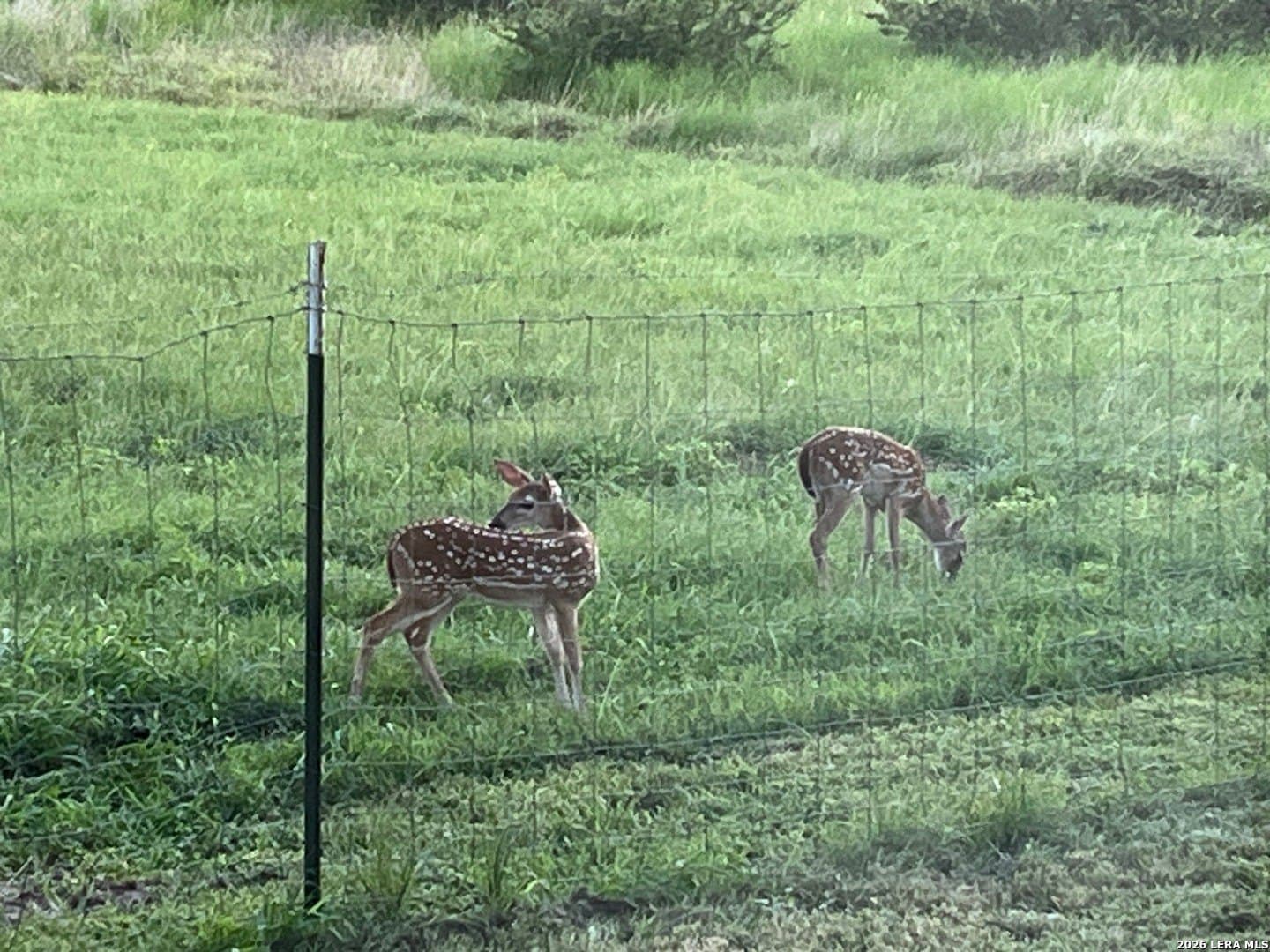 155.32 acres in Goliad County - photo 41