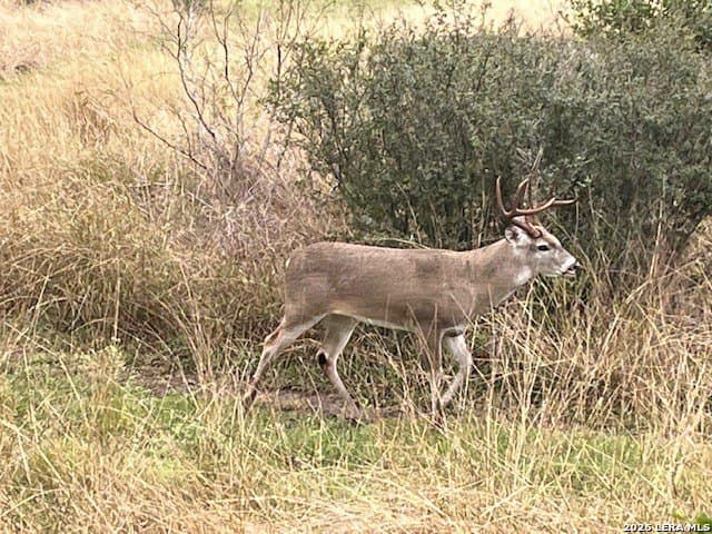 155.32 acres in Goliad County - photo 38