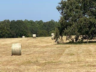 35.98 acres in Rains County - photo 39