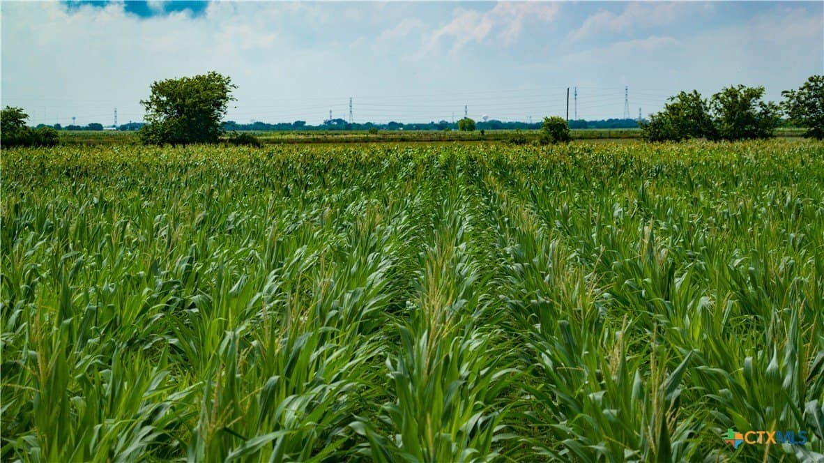 59.5 acres in Guadalupe County - photo 14