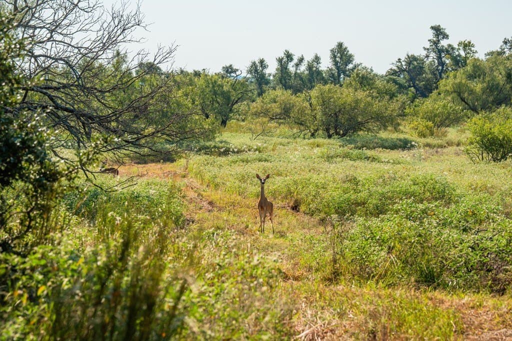 18.5 acres in Gillespie County - photo 13