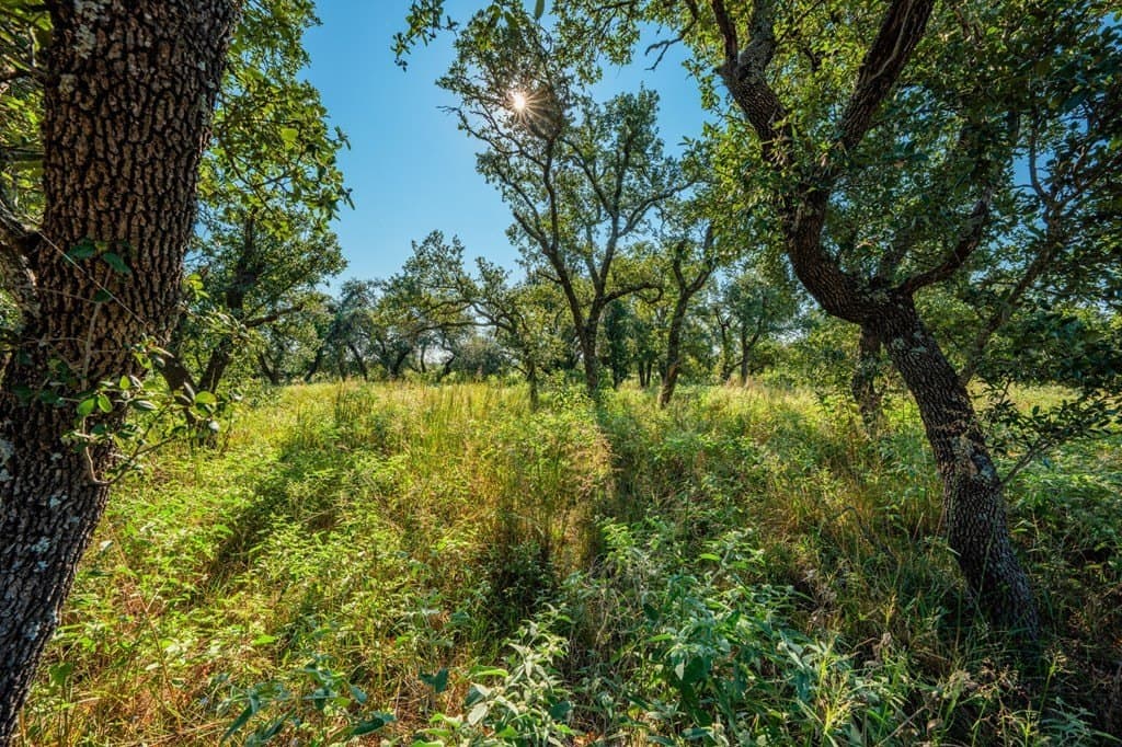 18.5 acres in Gillespie County - photo 9