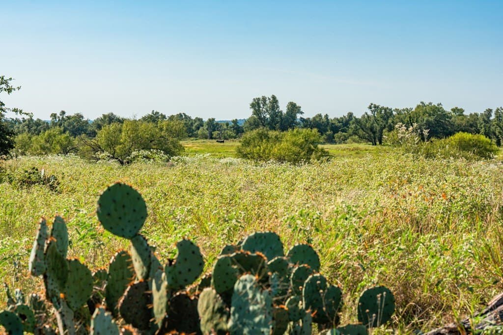 18.5 acres in Gillespie County - photo 12