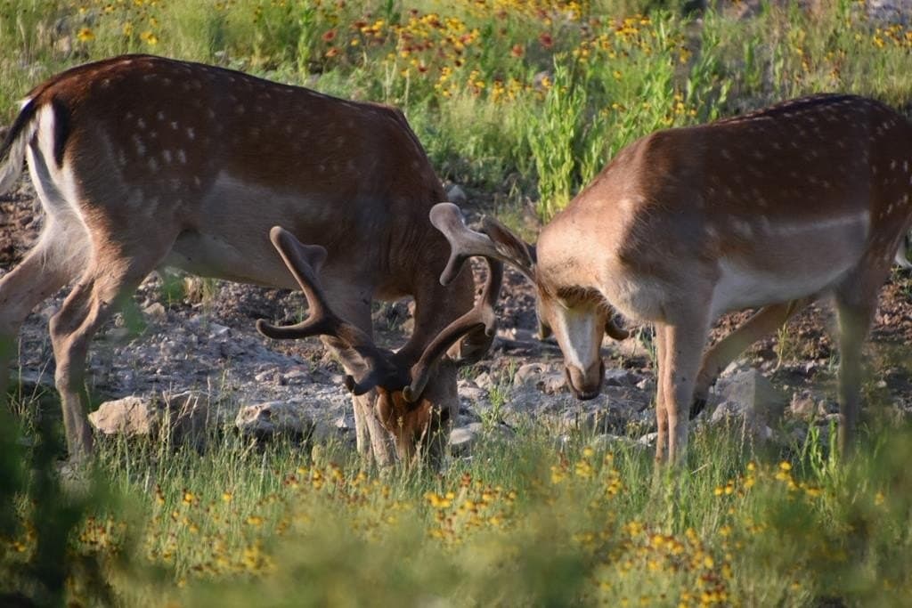 65 acres in McCulloch County