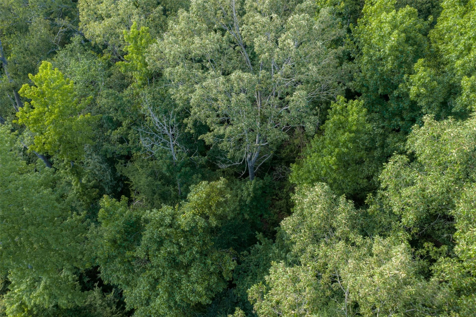 12.36 acres in Rusk County - photo 21