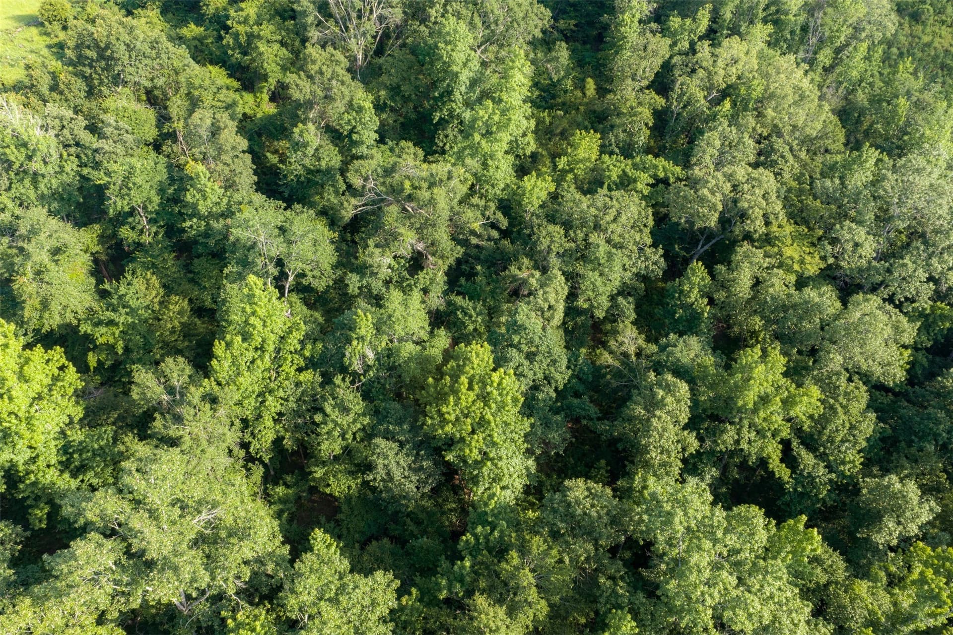 12.36 acres in Rusk County - photo 36