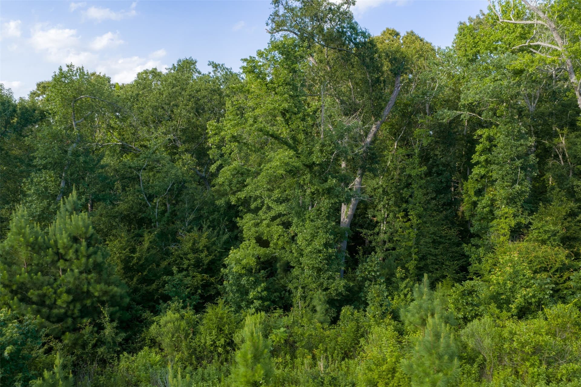 12.36 acres in Rusk County - photo 12