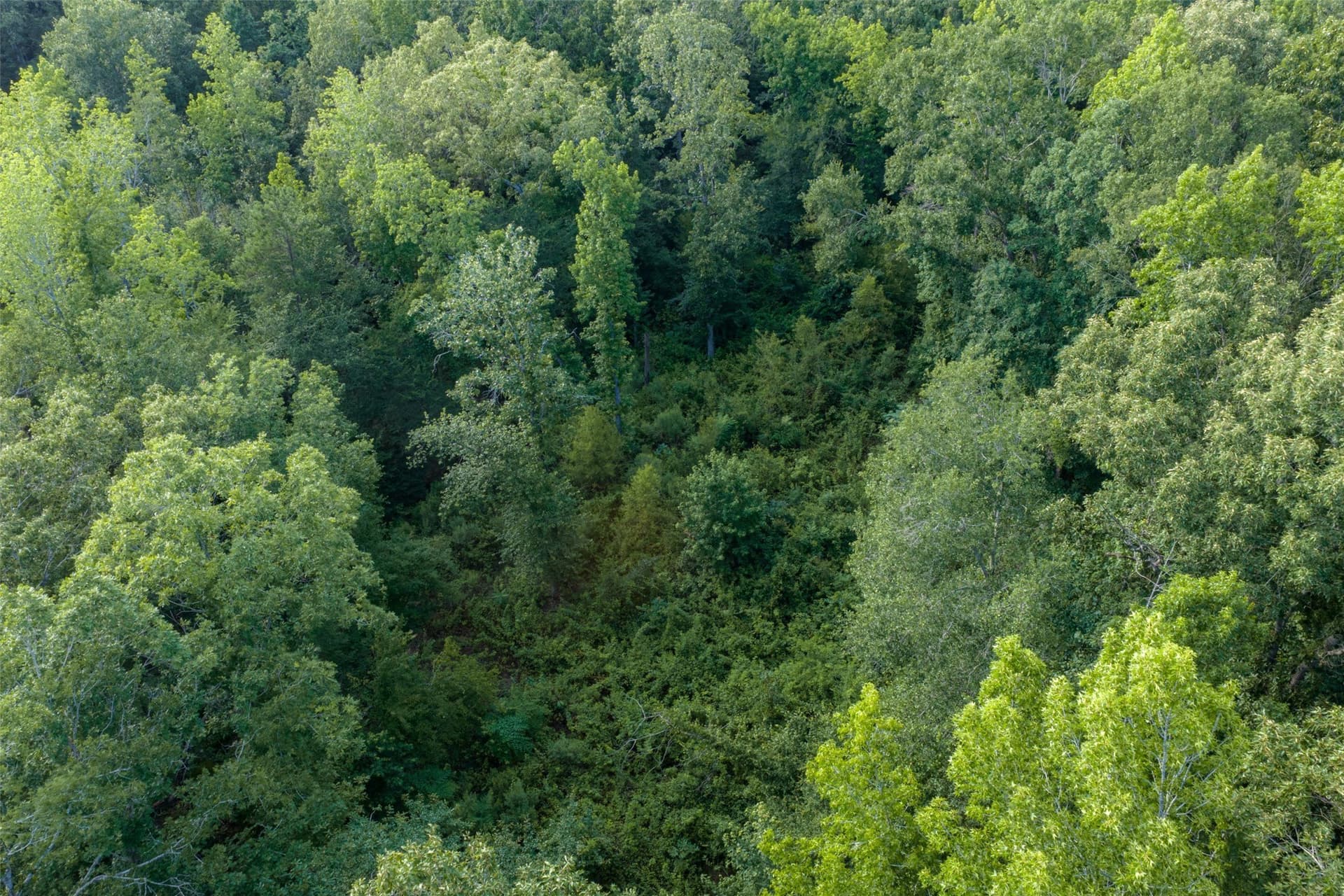 12.36 acres in Rusk County - photo 25