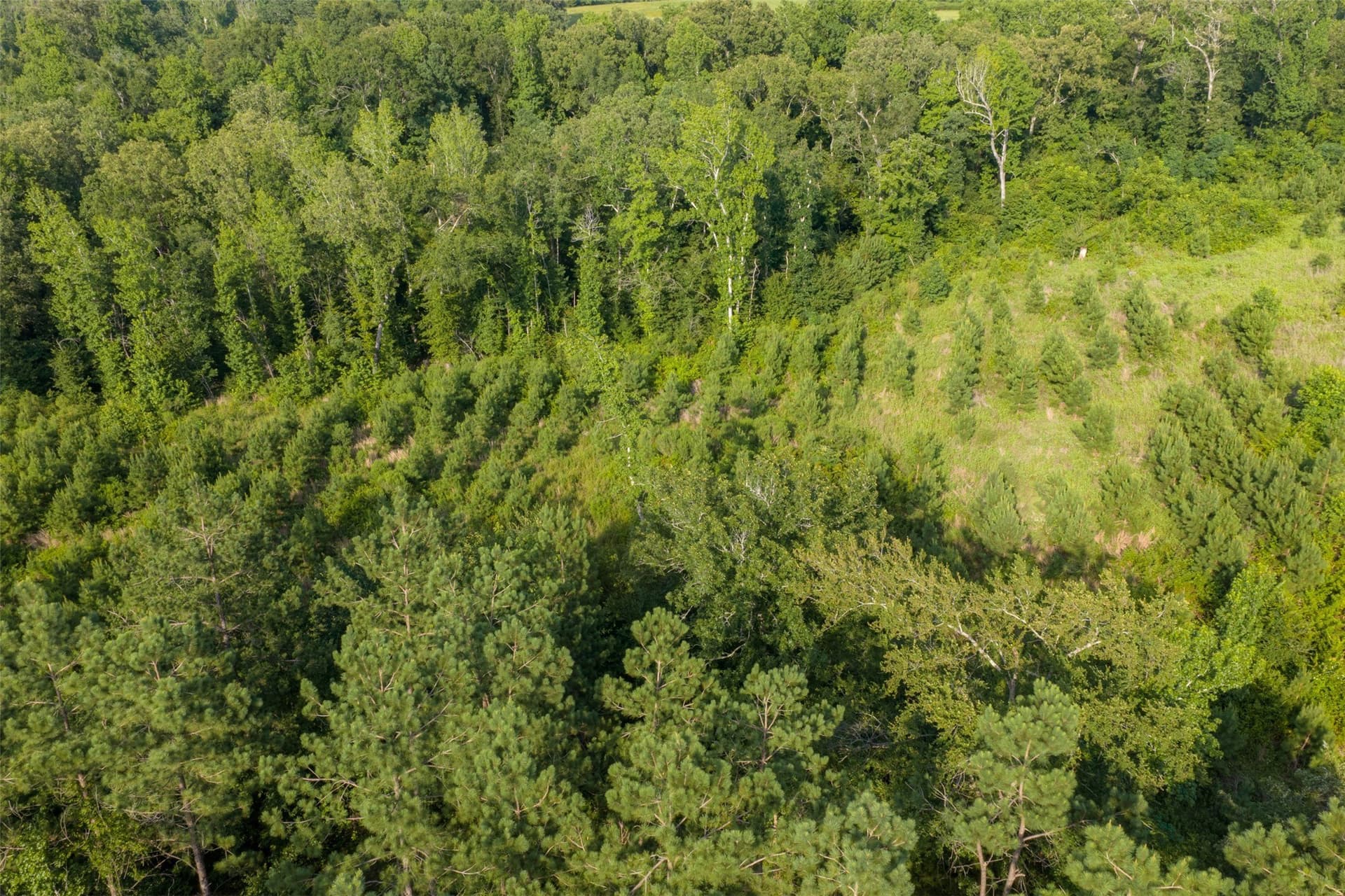 12.36 acres in Rusk County - photo 27