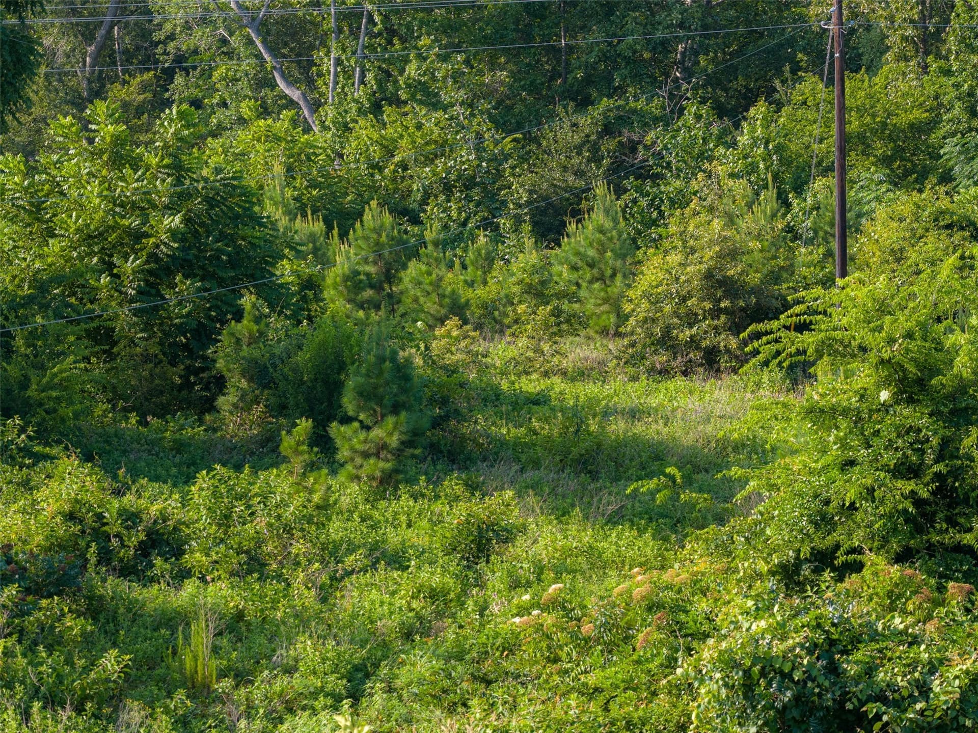 12.36 acres in Rusk County - photo 22